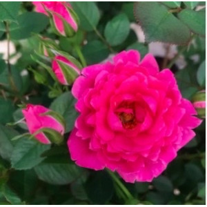 FUCHSIA TERRAZZA® FUCHSIA TERRAZZA®